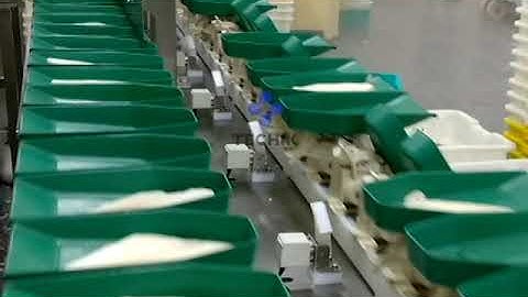 Techik Multi tray Weight Sorting Machine---Fish fillet