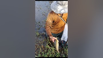 Bắt Cá Trê Vàng Ruộng #shorts #bắtcátrêvàng #cátrêvàng