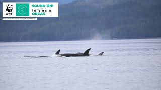 Whale Sounds | Orca