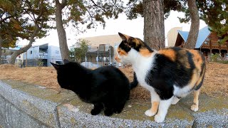三毛猫ママと黒子猫兄弟がモフられにきた