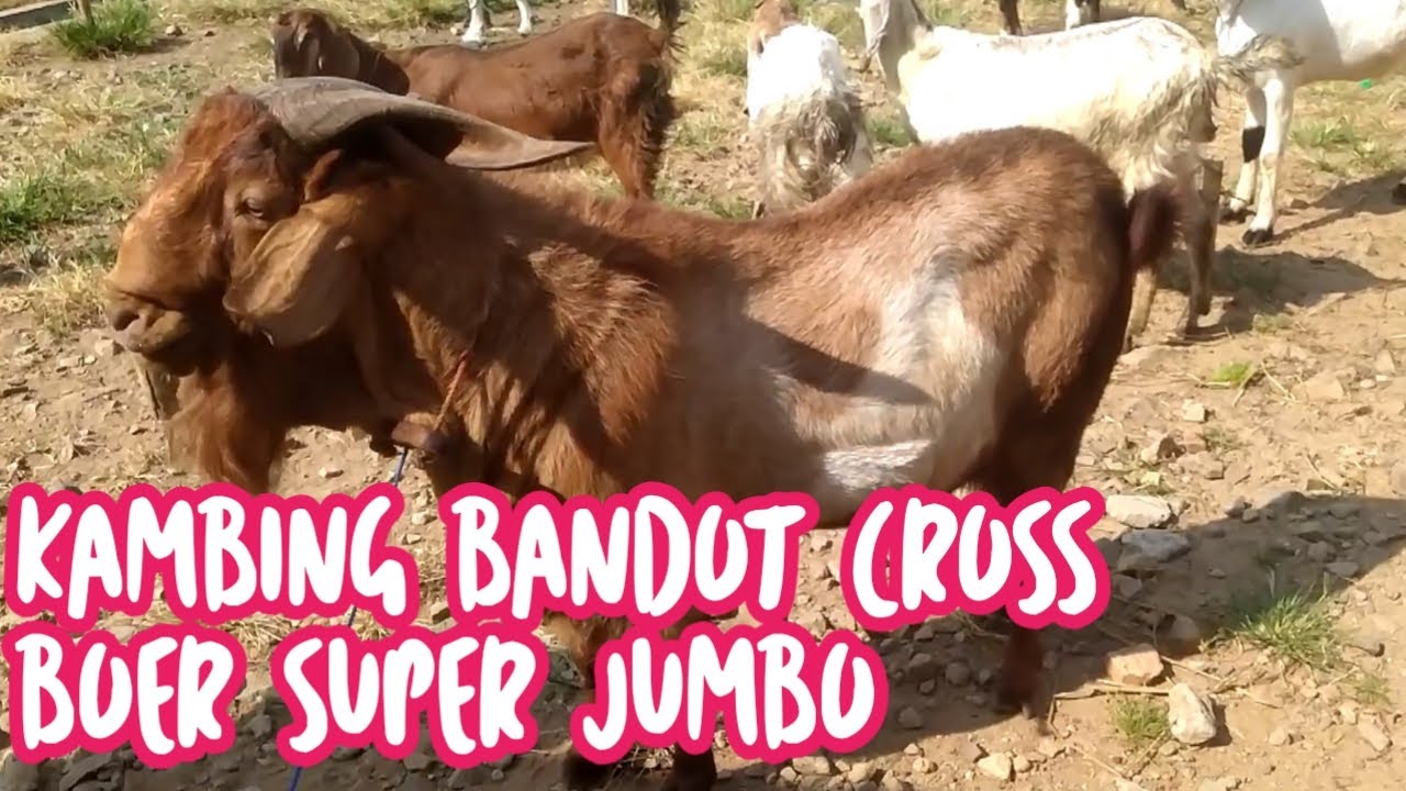 KAMBING BANDOT CROSS BOER SUPER JUMBO - YouTube