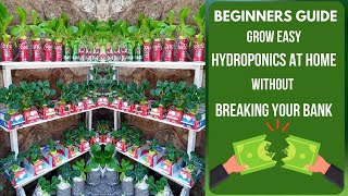 Grow EASY Hydroponics At Home (BEGINNERS GUIDE) No Pump No Power Kratky Method screenshot 3