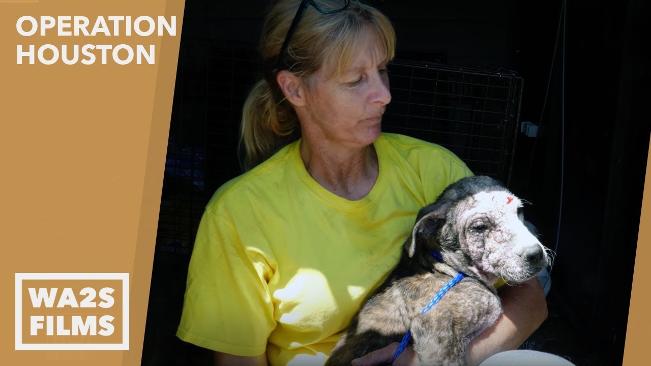 puppy paradise Volunteers Rescue Mangy Puppy From Hurricane Harvey's Destruction - Hope For Dogs | My Dodo