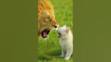Lion Roaring Sound Vs Angry Cat Sound Who Can Roar The Loudest Shorts Lion Cat 