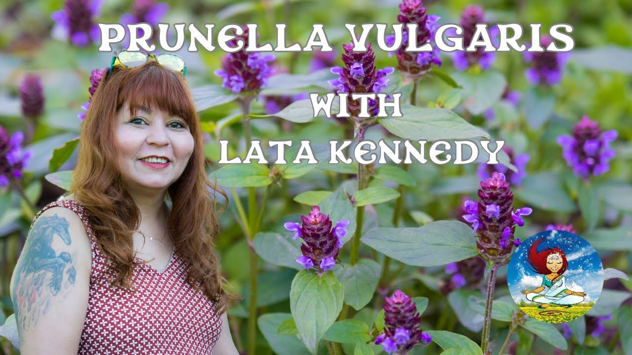 Prunella Vulgaris