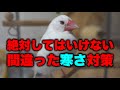 文鳥が悲しむ間違った寒さ対策