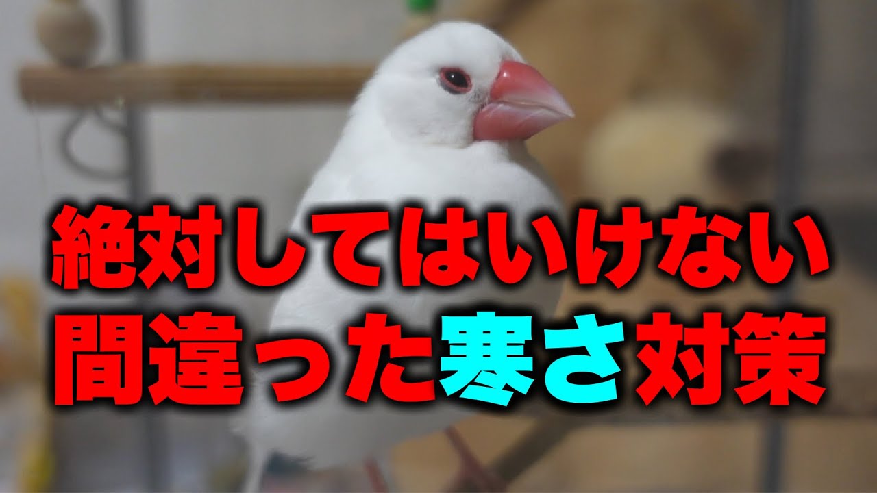 文鳥が悲しむ間違った寒さ対策