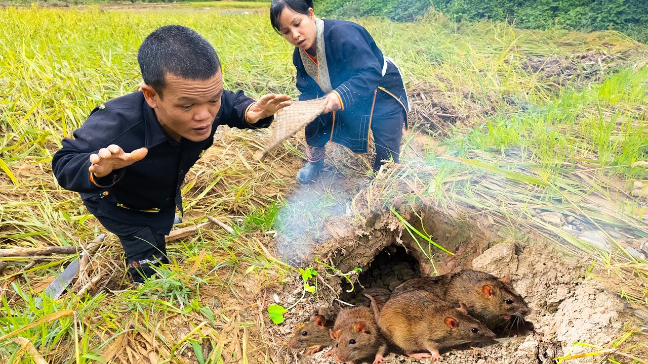 Dwarf Family Harvesting Rice and Catches Field Mice in the Wild - Primitive Life