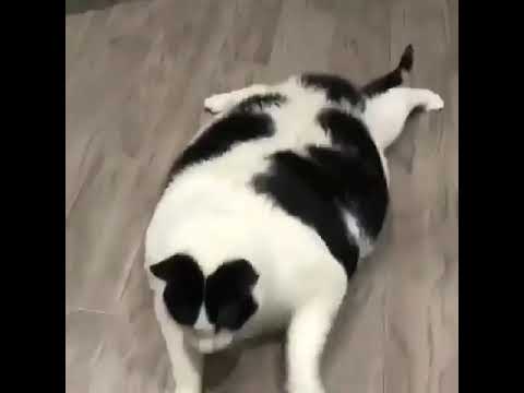 Bisad Dooriyo Doolika Dharagtay Mii