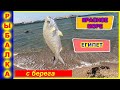 🐠РЫБАЛКА в ЕГИПТЕ на удочку с берега🐠Что я поймал?Fishing in Egypt from the shore🔴Mir na Ladoni 2020