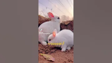 Rabbit ارنوب جميل بياكل خس 
