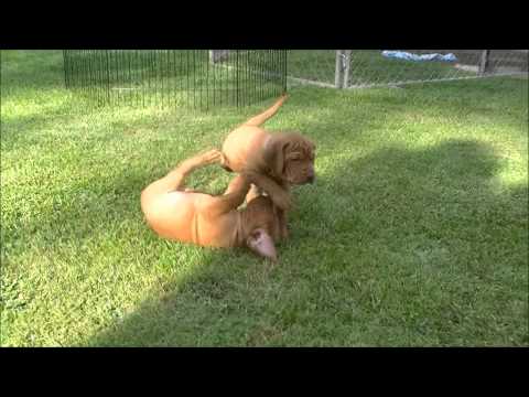 Maddies puppies 5 weeks old at 26-12-2010