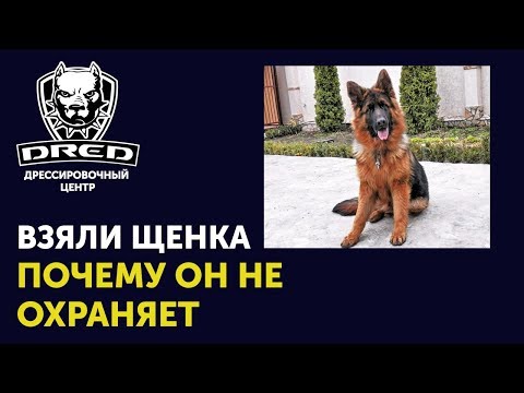 Взяли щенка для охраны, а он НЕ ОХРАНЯЕТ | Как не нужно выбирать собаку