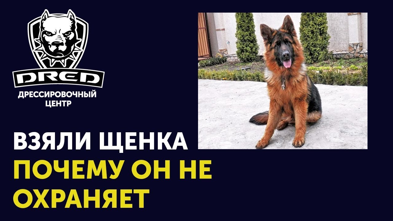 как развить защитные качества в