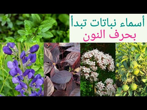 أسماء نباتات تبدأ بحرف النون