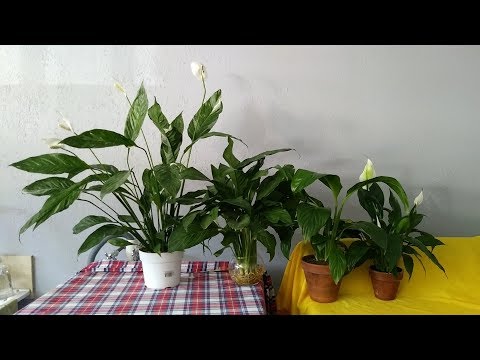 Video: Spathiphyllum Domino: starostlivosť o rastliny