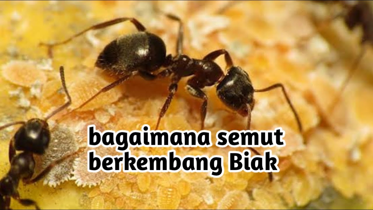 SEMUT CARA BERKEMBANG BIAK DAN MENJADI RATU SEMUT semut jenissemut 
