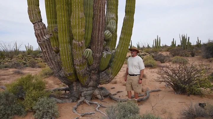 Cardon, the world's largest cactus.