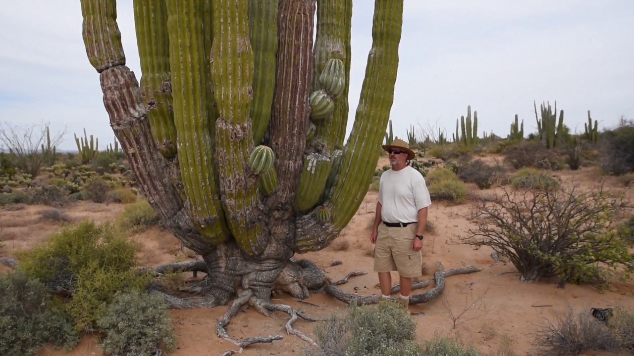 Cardon, Elephant Cactus, Cactus, Succulent, Sonora, Mexico.