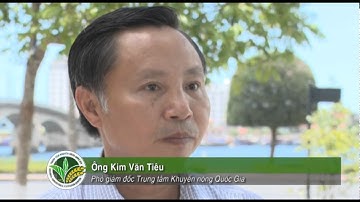 Nuôi tôm trên cát theo hướng bền vững