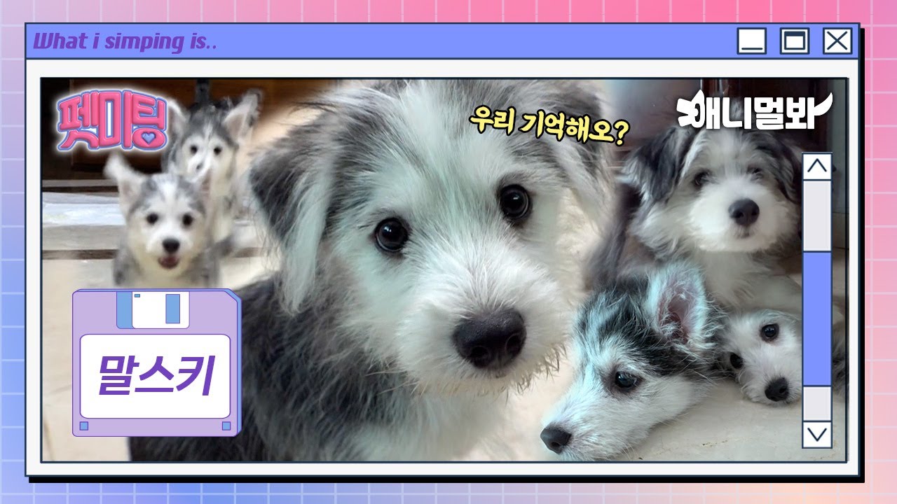 [최초공개] 그 시절, 우리가 좋아했던 스키들 🐾  만나봤어요💖 | 펫미팅 EP.07ㅣThe -Ski That We Loved Back Then 🐾 We Met Them💖