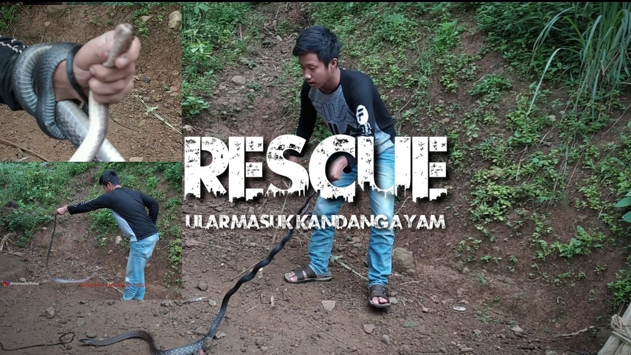 Disangka king kobra masuk kandang ayam di naringgul cianjur - YouTube