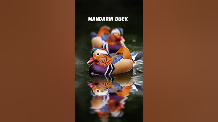 Enchanting Beauty of the Mandarin Duck #shorts