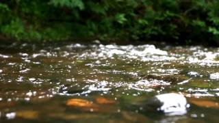 Видеофон Бесконечный Поток Лесного Ручья