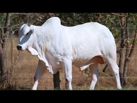 LOTE 50 - B 7708