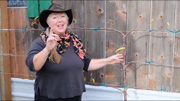 How to Train an Espalier Fruit Tree!