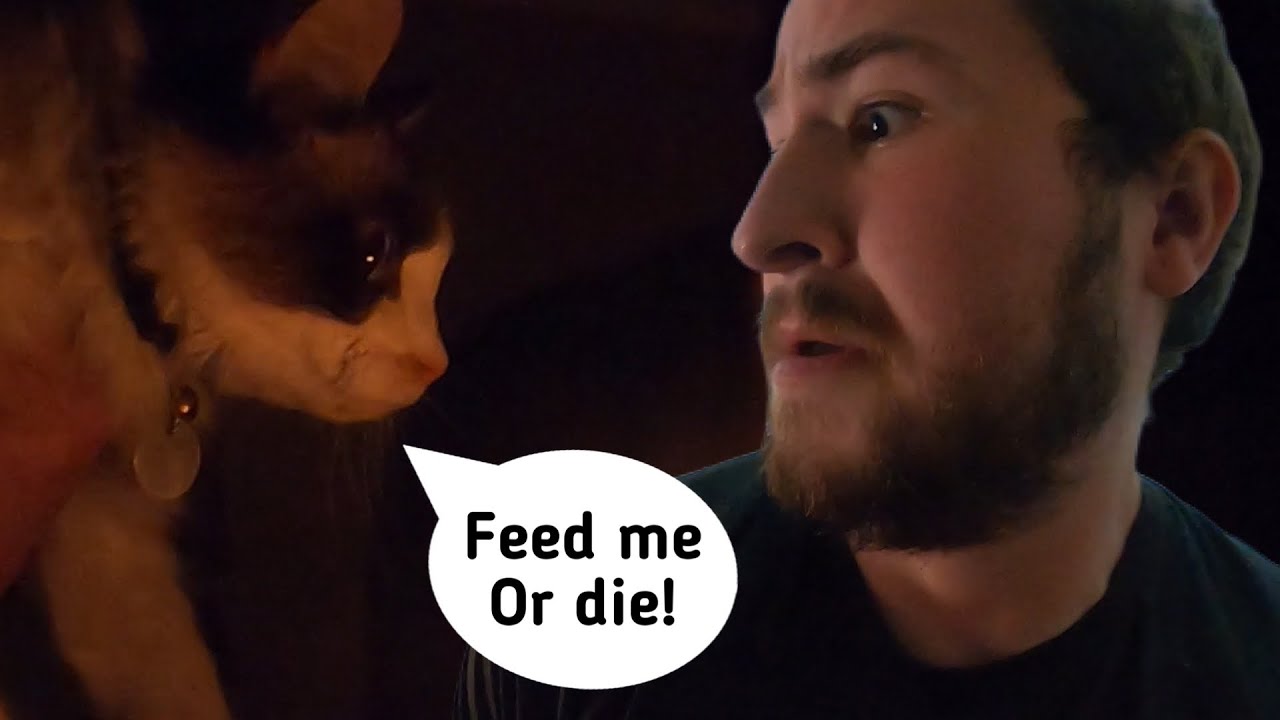 When You To Feed Your Cat... YouTube