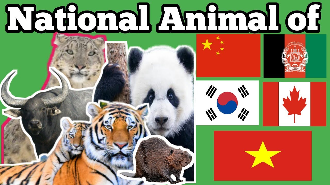 National animal of Canada, China, Vietnam, Afghanistan and South Korea -  YouTube