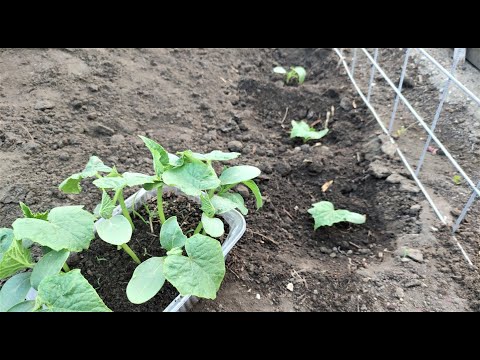 Video: Skema e mbjelljes së trangujve në serë, në serë, në tokë dhe në një kafaz. Si të mbillni kastravecat?