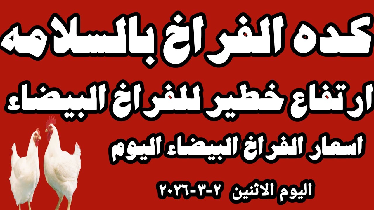 اسعار الفراخ البيضاء سعر الفراخ البيضاء اليوم الاثنين ٢-٣-٢٠٢٦ جمله وقطاعي في المحلات في مصر 