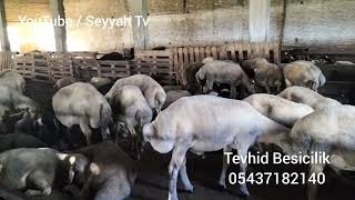 Kurbanlık - Adaklık - Koyunlar Tevhid Besicilik - Seyyah Tv Resimi