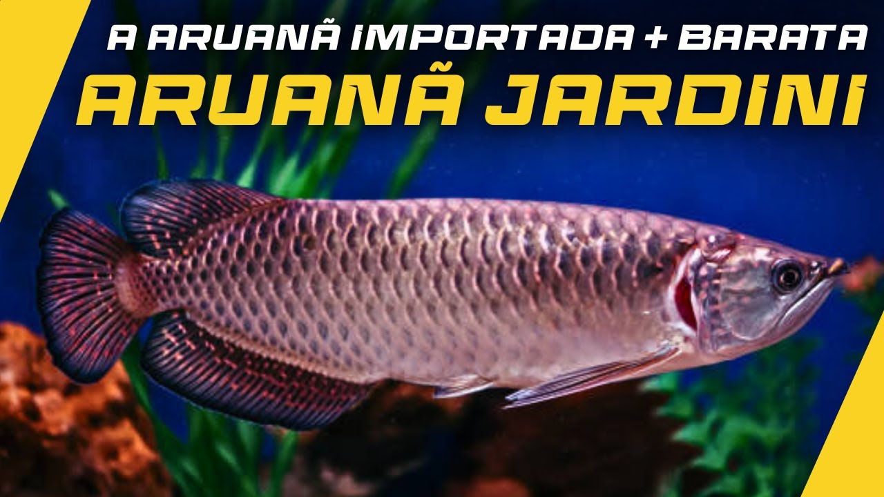 Peixe Aruana Peixe Aruanã Stock Photos, Royalty Free Peixe Aruanã