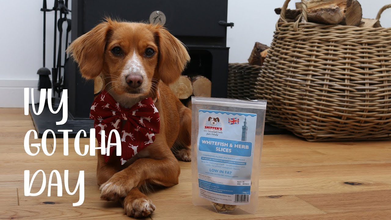 That Cockapoo Ivy | My Gotcha Day - YouTube