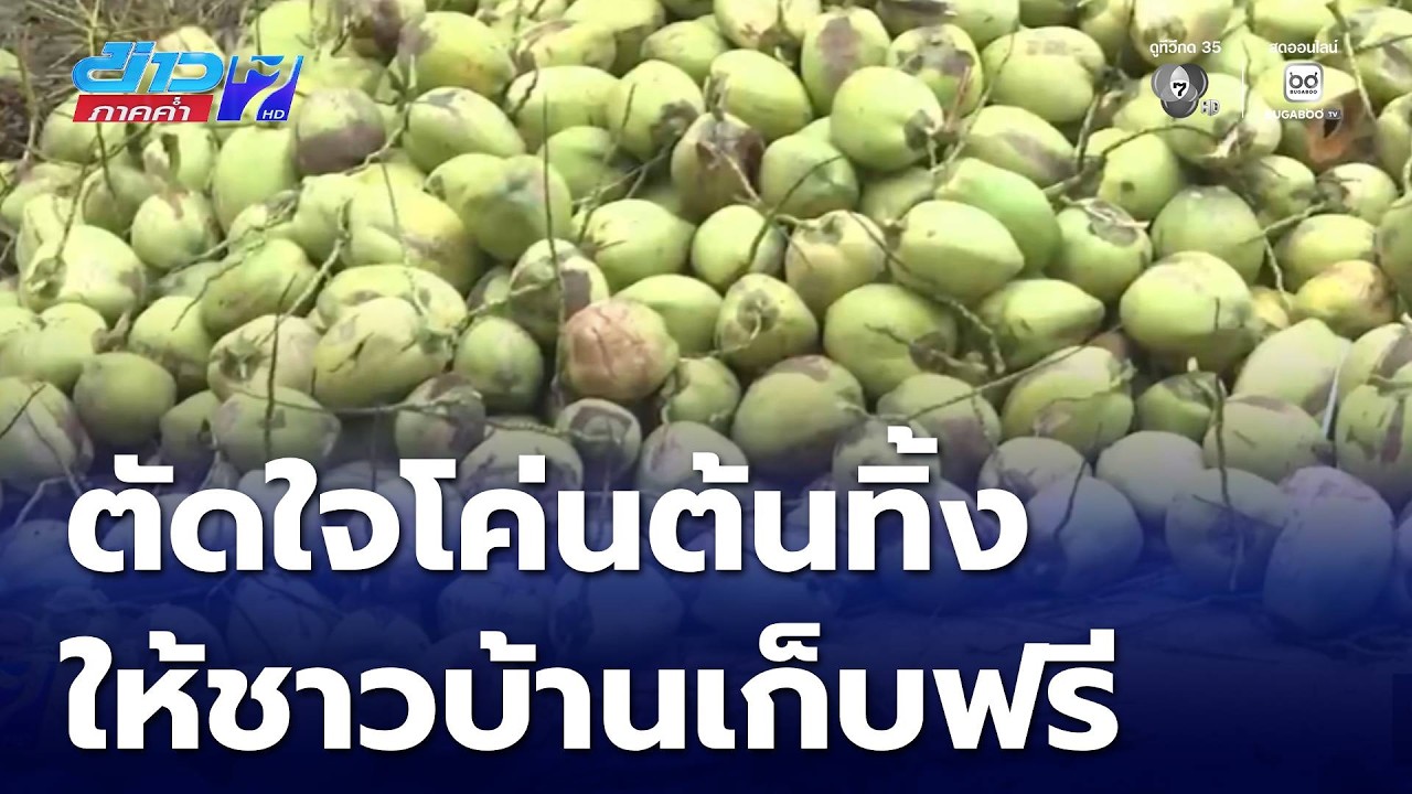 มะพร้าวราคาตก ชาวสวนตัดใจโค่นต้นทิ้ง | ข่าวภาคค่ำ