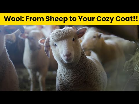 Wool: From Sheep to Your Cozy Coat! |facts| DR Wonder TV