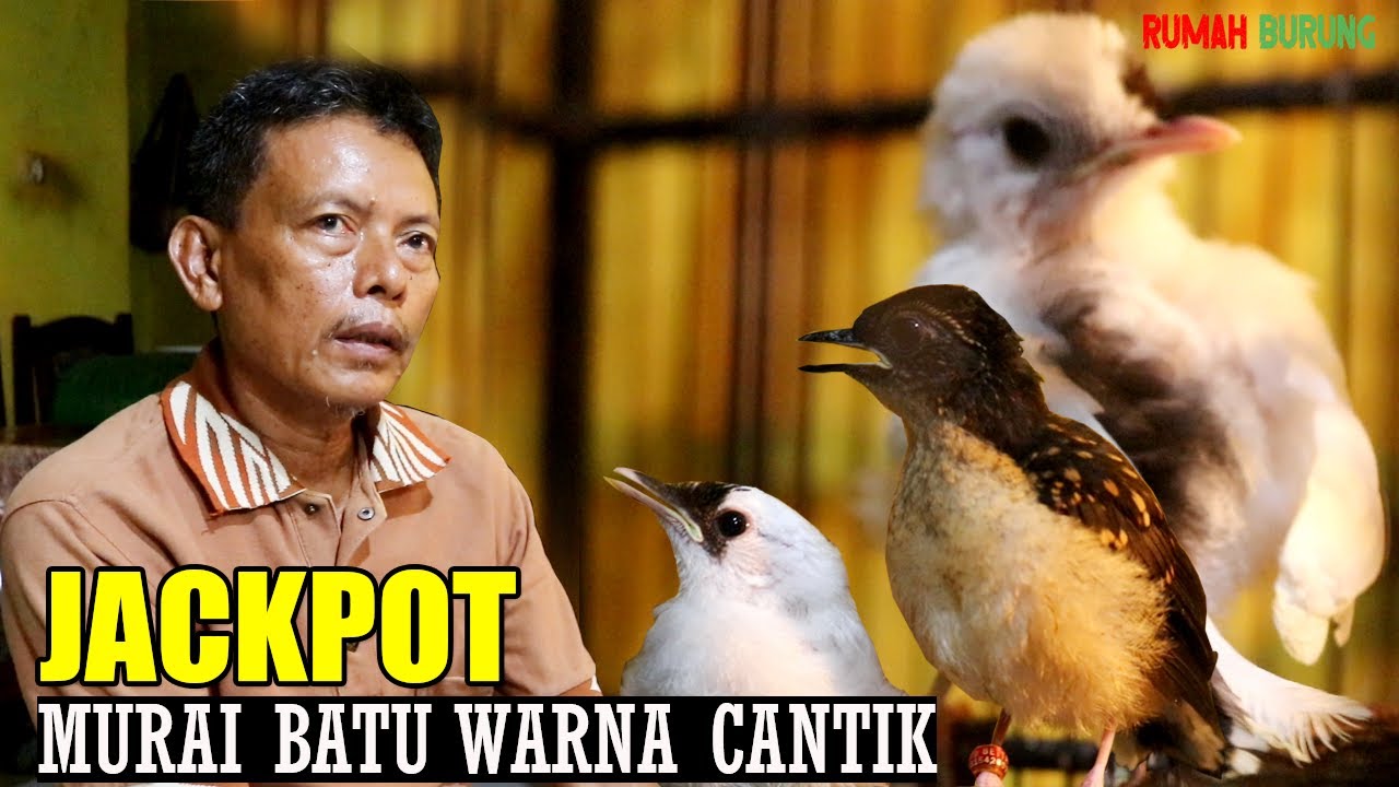 JACKPOT MURAI BATU WARNA CANTIK