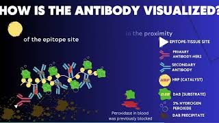 Histology Series: Epispode 1, Introduction to Clinical Immunohistochemistry