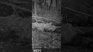 Game Cam Highlights 130