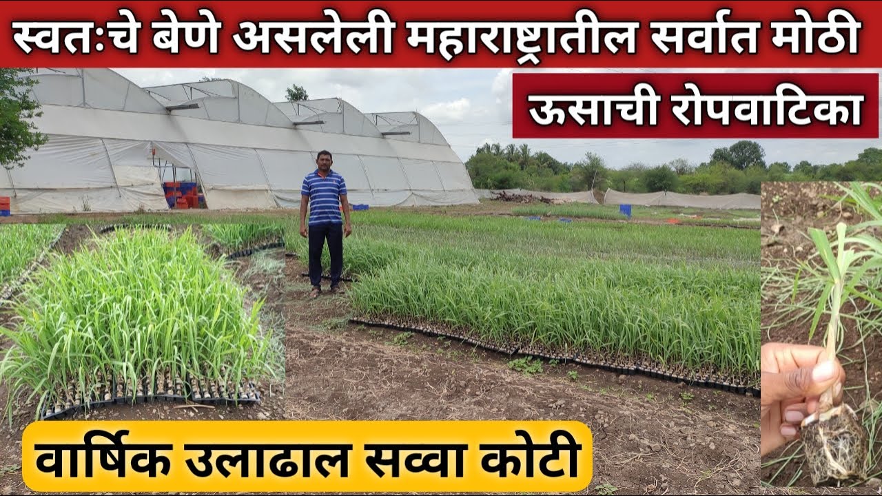 स्वतःचे बेणे असलेली महाराष्ट्रातील सर्वात मोठी ऊसाची रोपवाटिका | Sugarcane nursery business