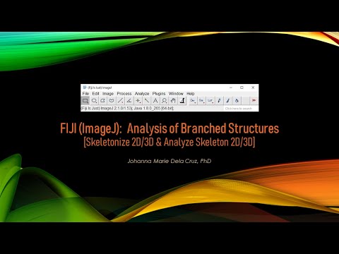 FIJI (ImageJ): Analysis of Branched Structures [Skeletonize 2D/3D & Analyze Skeleton 2D/3D]