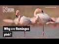 Why are flamingos pink? | Natural History Museum