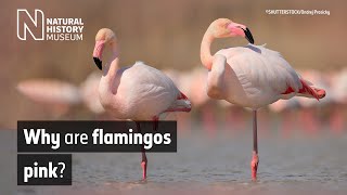 Why are flamingos pink? | Natural History Museum