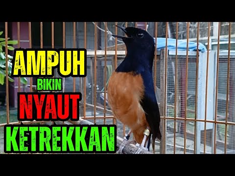 KRETEKAN MURAI BATU GACOR FULL ISIAN PANCING EMOSI!! (MASTERAN + TERAPI AIR)