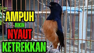 Download Lagu PANCINGAN MURAI BATU GACOR AUTO LANGSUNG CEPAT NYAUT BUNYI GACOR MP3