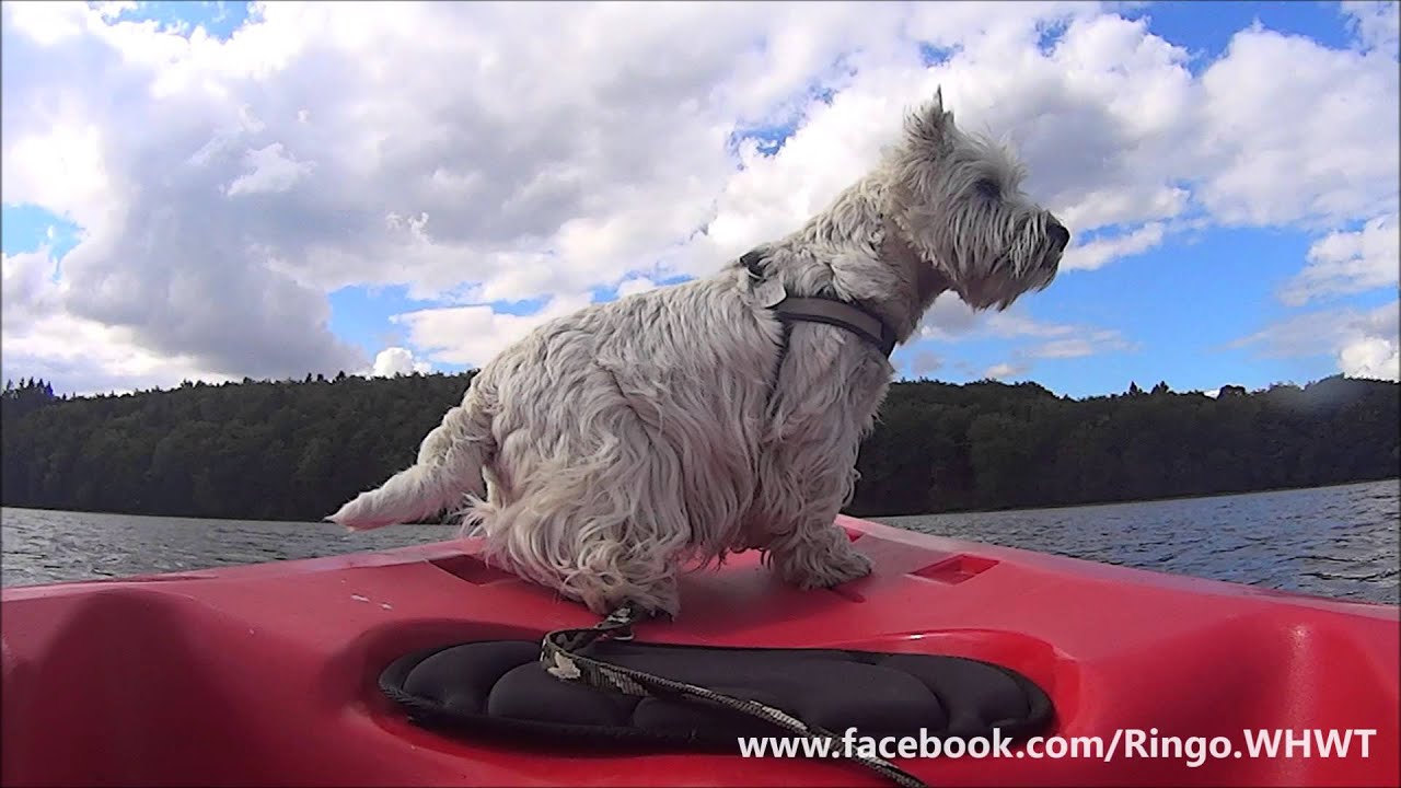 Westie goes kayaking