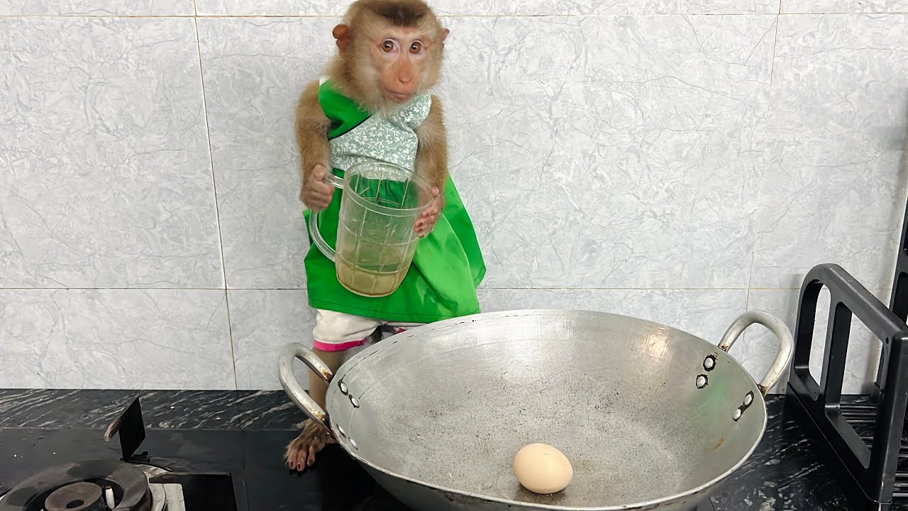 Monkey Tina boiled eggs for Dad and Xuka to eat, a very meaningful thing.